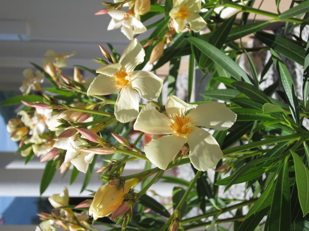 Ferienwohnung Bergpanorama フルプメス 部屋 写真